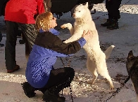 2003 schlittenhunde025.jpg